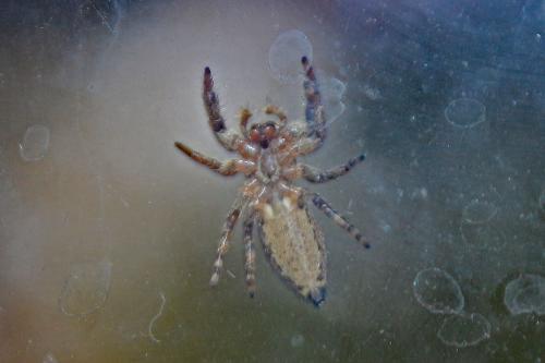 Marpissa muscosa